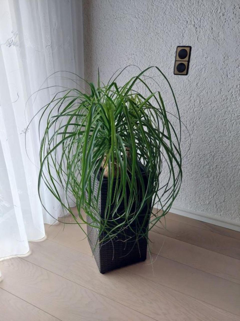 ブラウンラーゲHarzhaus Rauchアパートメント 部屋 写真